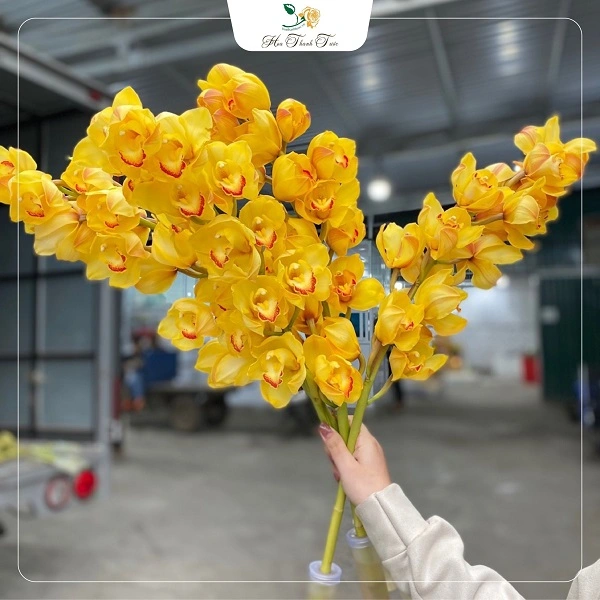 Địa lan Côn Minh