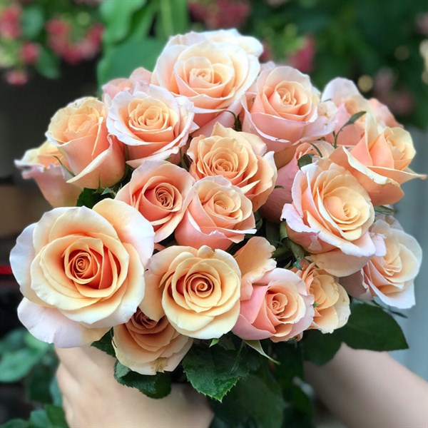 Hoa Hồng Đà Lạt