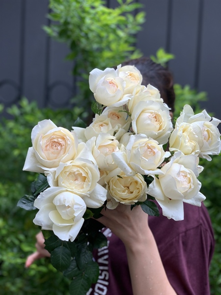 Hồng ngoại Ivory