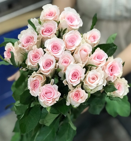 Hoa hồng kem dâu Côn Minh