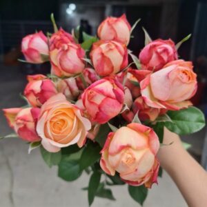 Hồng ngoại David Austin Kordes