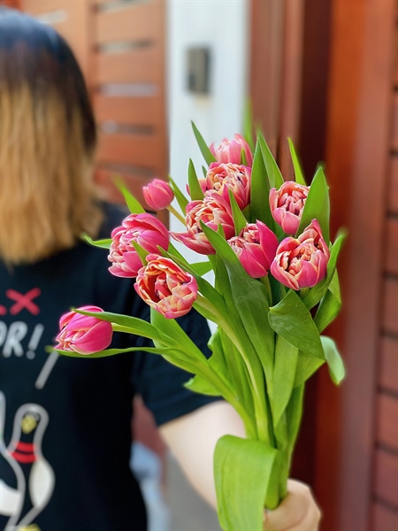 Tulip Double Colombus