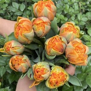Tulip Double Orange