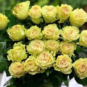 Hoa hồng xanh xoăn